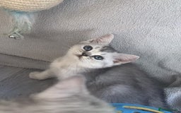 British Longhair cats for sale: BSH and BLH Silvers   in Bournemouth - Image 1