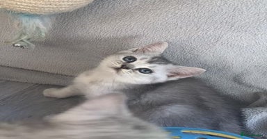 British Longhair cats in Bournemouth - Advert 4