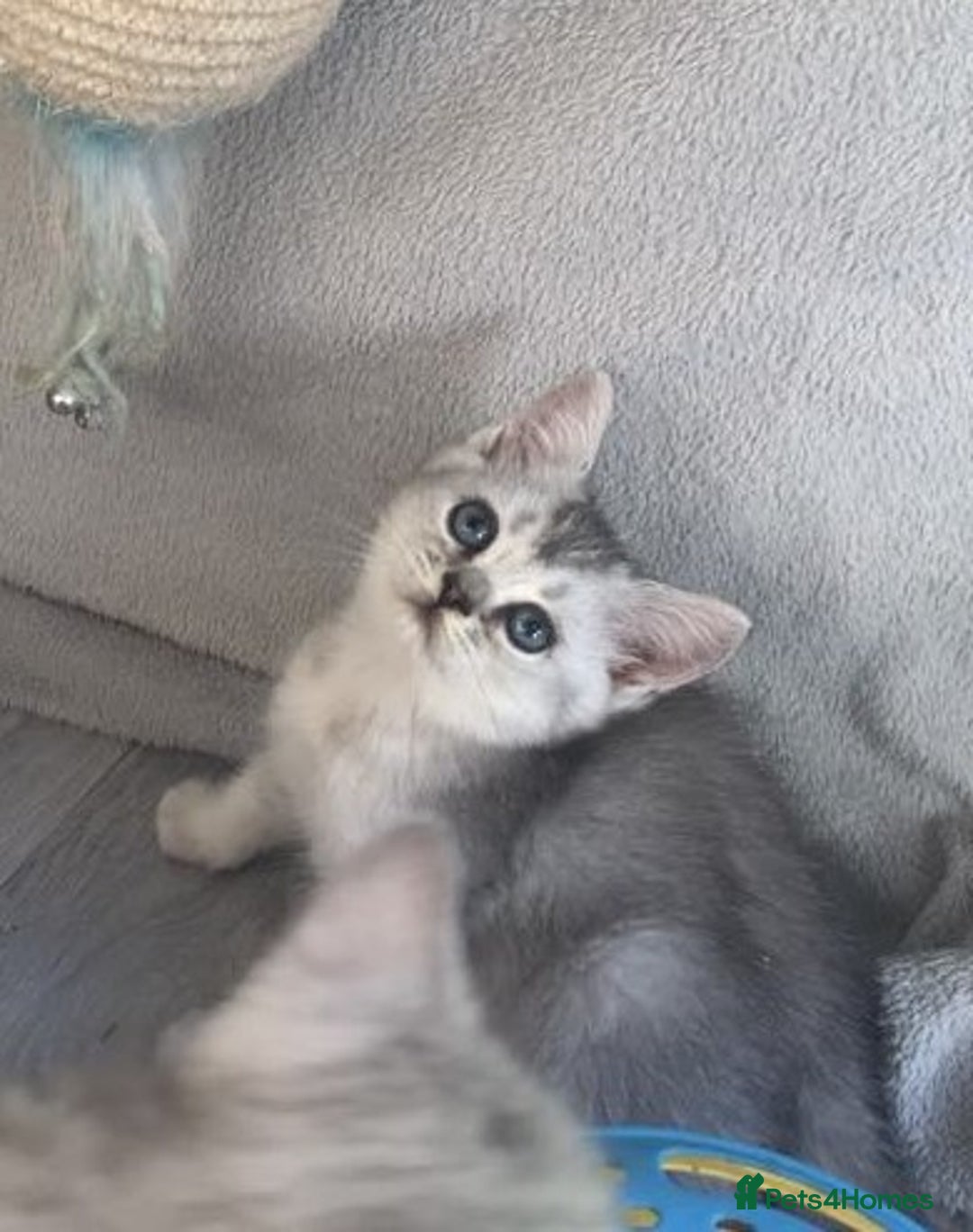 British Longhair cats for sale: BSH and BLH Silvers   in Bournemouth - Image 1