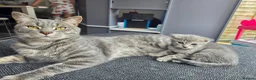 Scottish Fold cats for sale: Beautiful Scottish Fold Grey kittens for sale - Advert 9