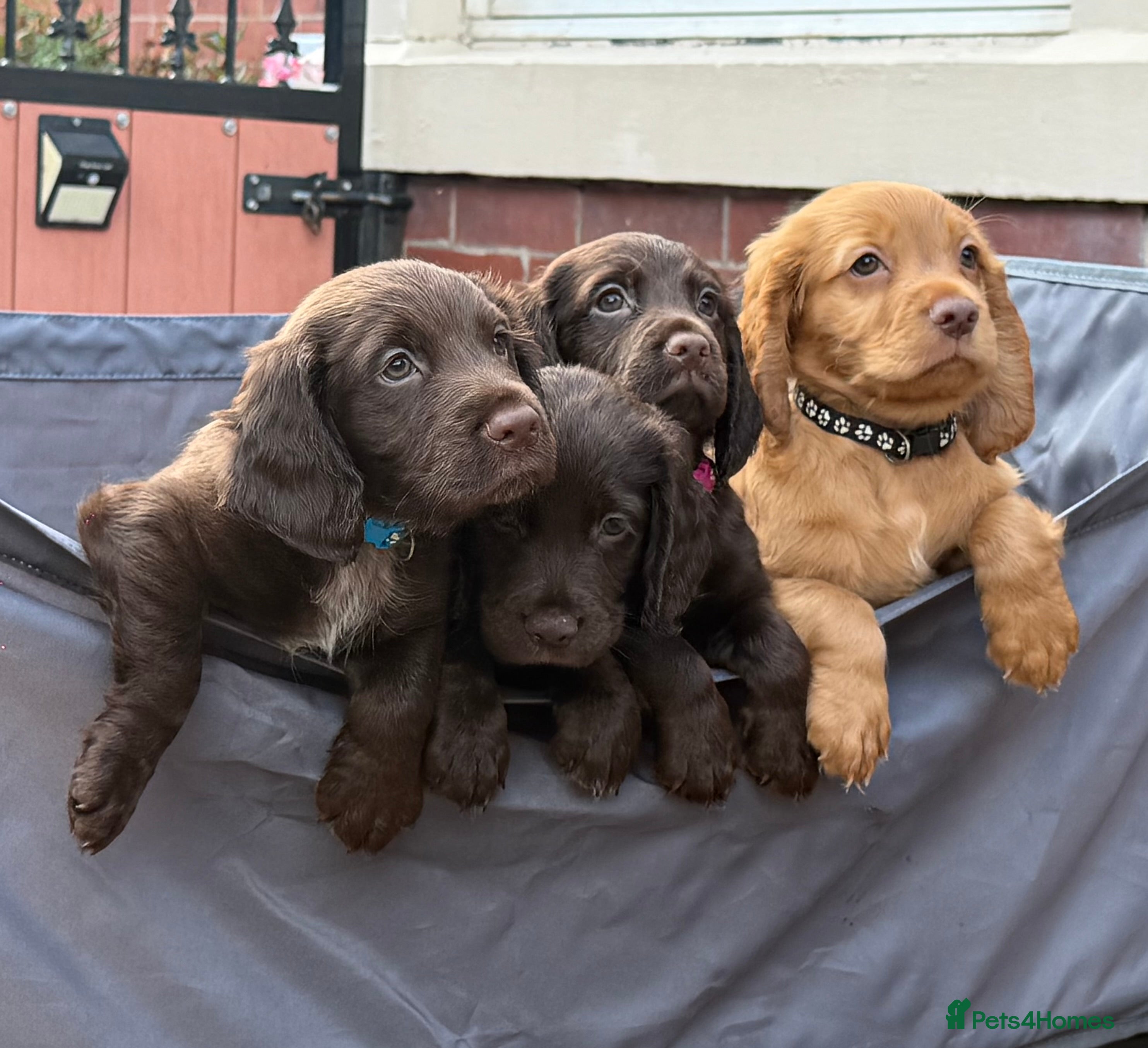 Sprocker dogs Sprocker spaniel puppies health tested parentage - Advert 2