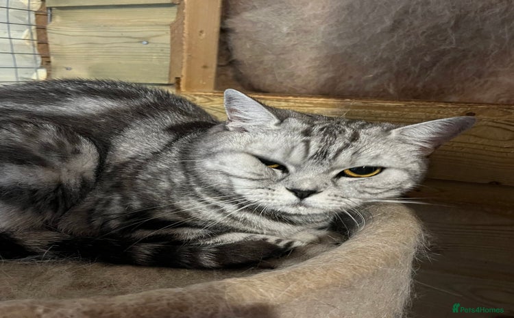 British Shorthair cats - Advert 11