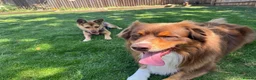 Mixed Breed dogs for adoption: ❤️🐶 RUBAH – PROFESSIONAL CUDDLE COLLECTOR in Ely - Advert 20