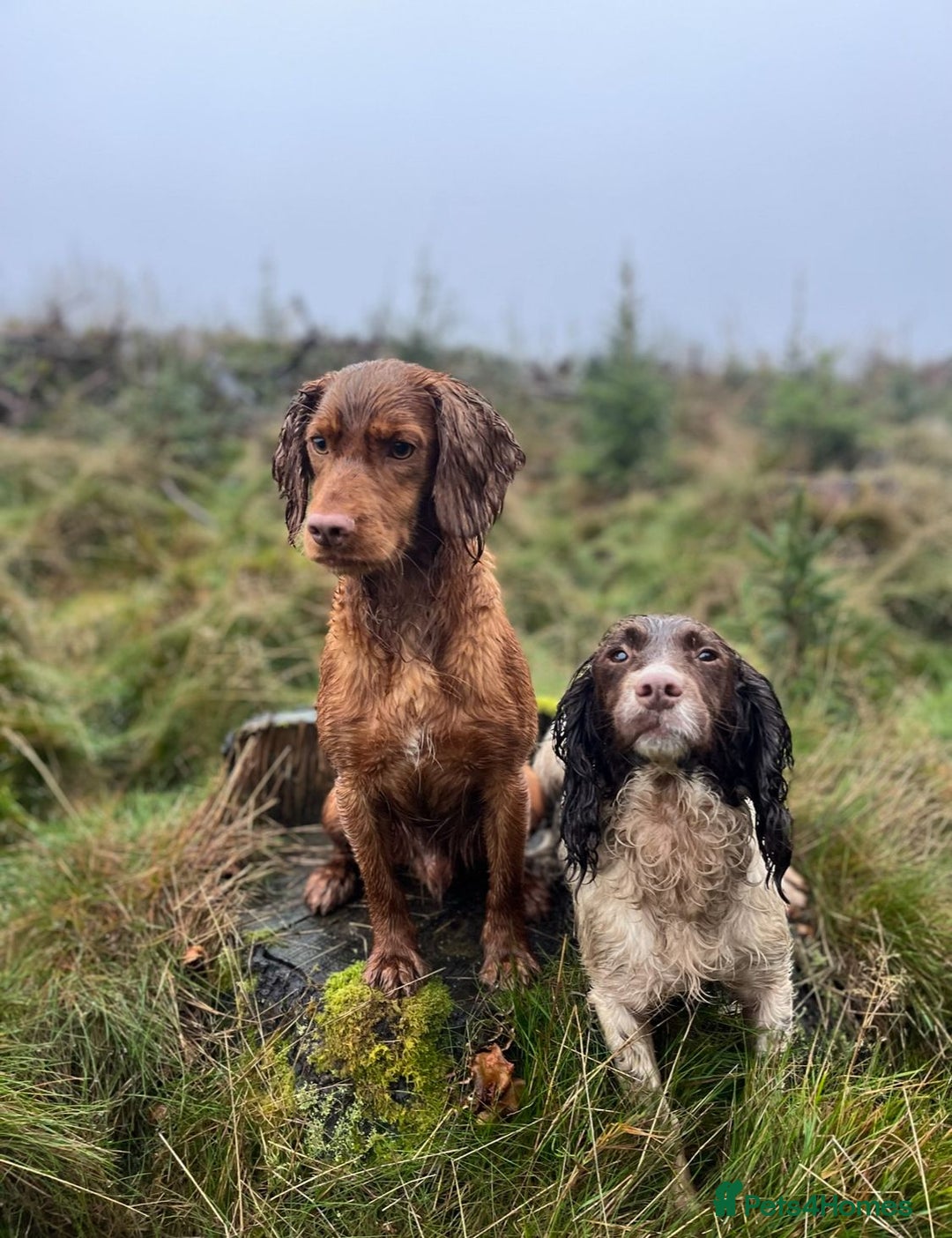 Sprocker dogs for sale: Gamekeeper breed sprockers - Advert 3