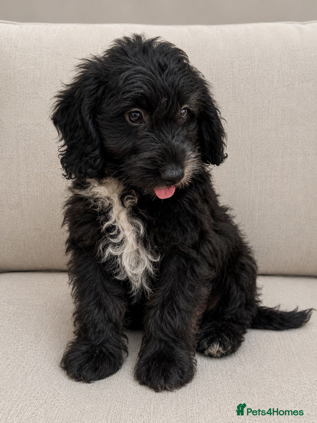 Cockapoo dogs  F1 Cockapoo Puppy  🧡READY NOW❤️ - Advert 1
