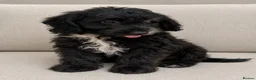 Cockapoo dogs for sale:  F1 Cockapoo Puppy  🧡READY NOW❤️ - Advert 1