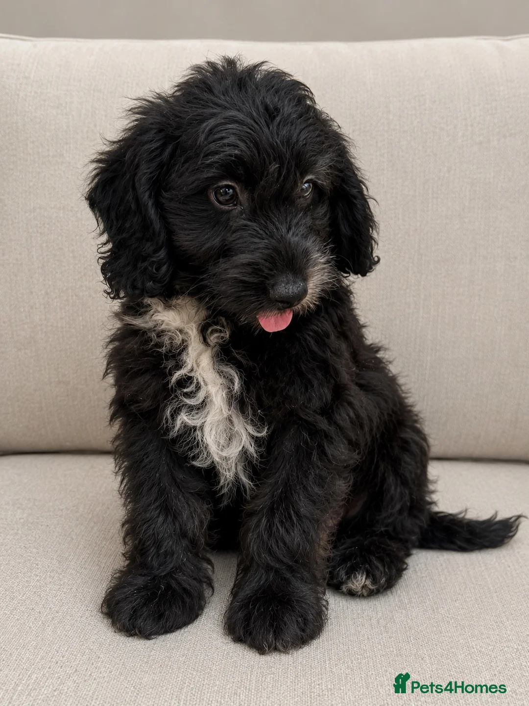 Cockapoo dogs for sale:  F1 Cockapoo Puppy  🧡READY NOW❤️ - Advert 1