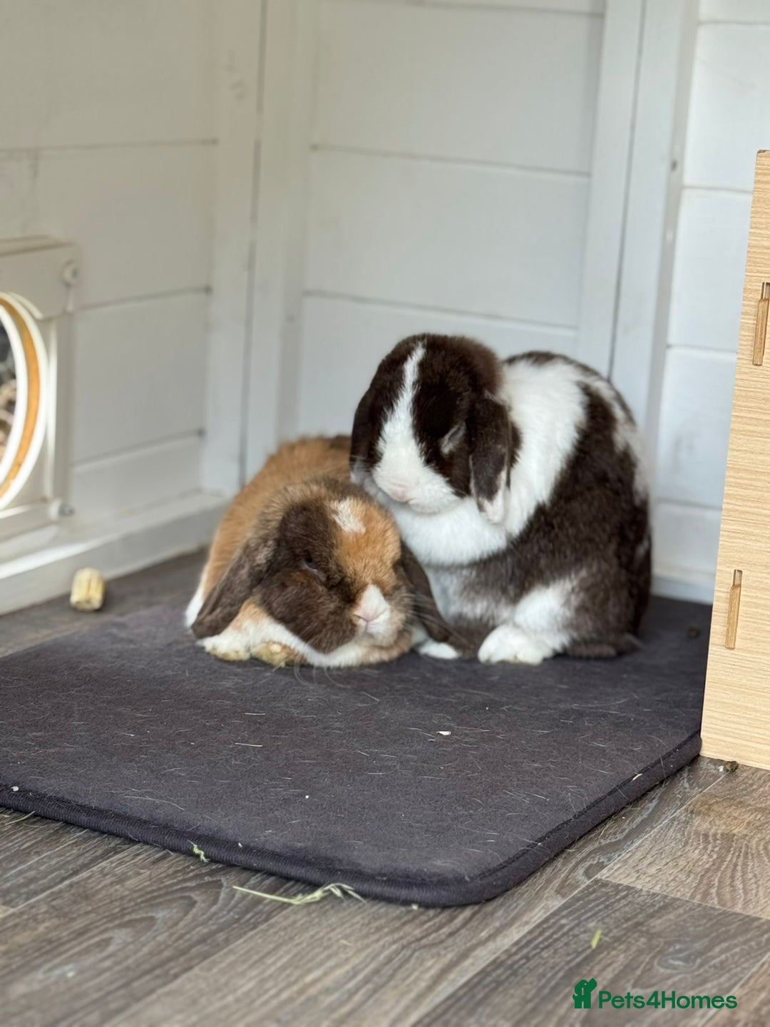 Mini Lop rabbits for sale: Autumn and freddo, bonded mini lops  - Image 3