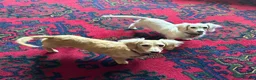 Miniature Dachshund dogs for sale: Beautiful long haired cream female health tested  - Advert 9