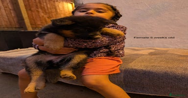 German Shepherd dogs - Advert 2
