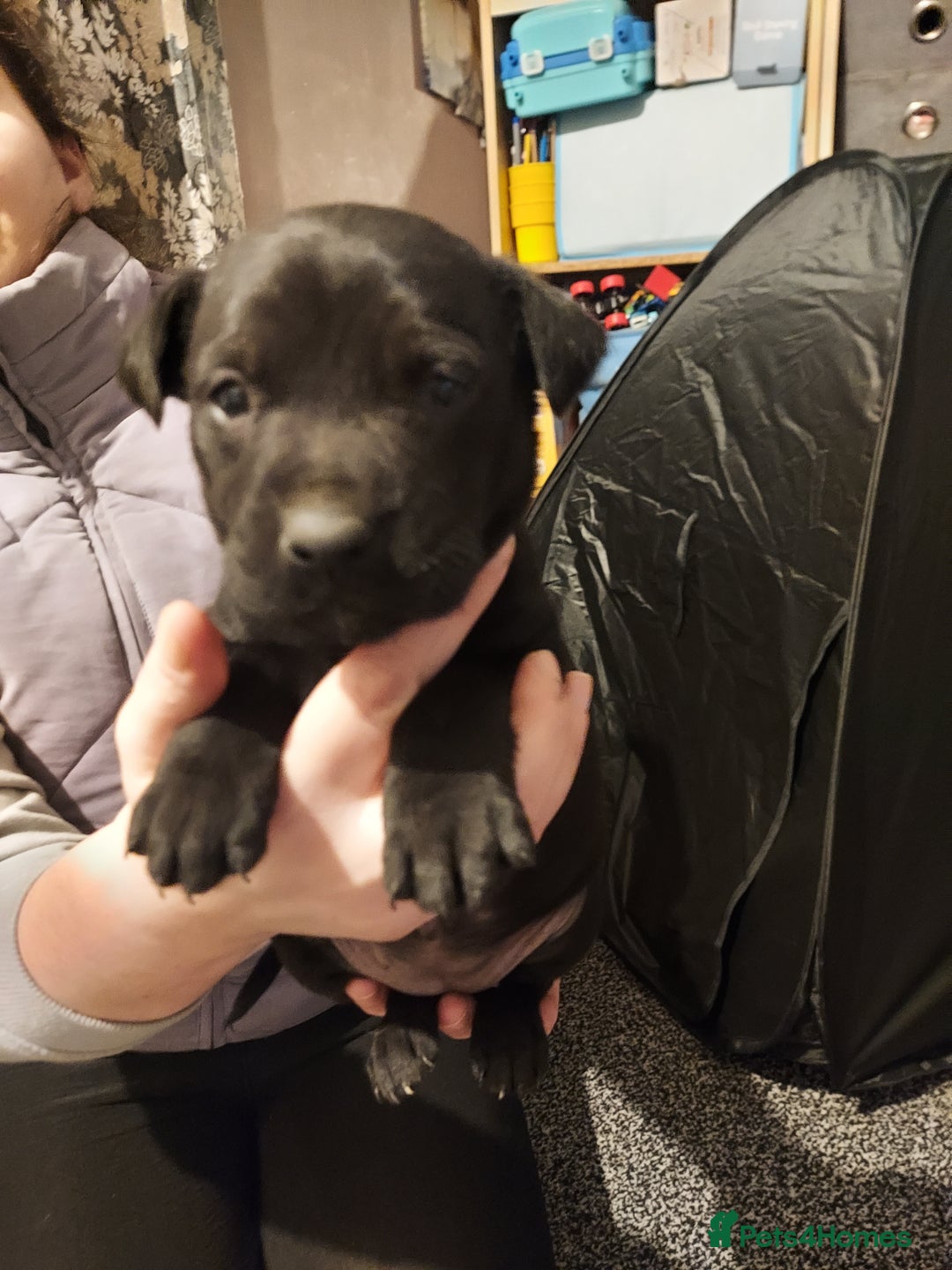 Mixed Breed dogs for sale: Mixed labrador  - Advert 15