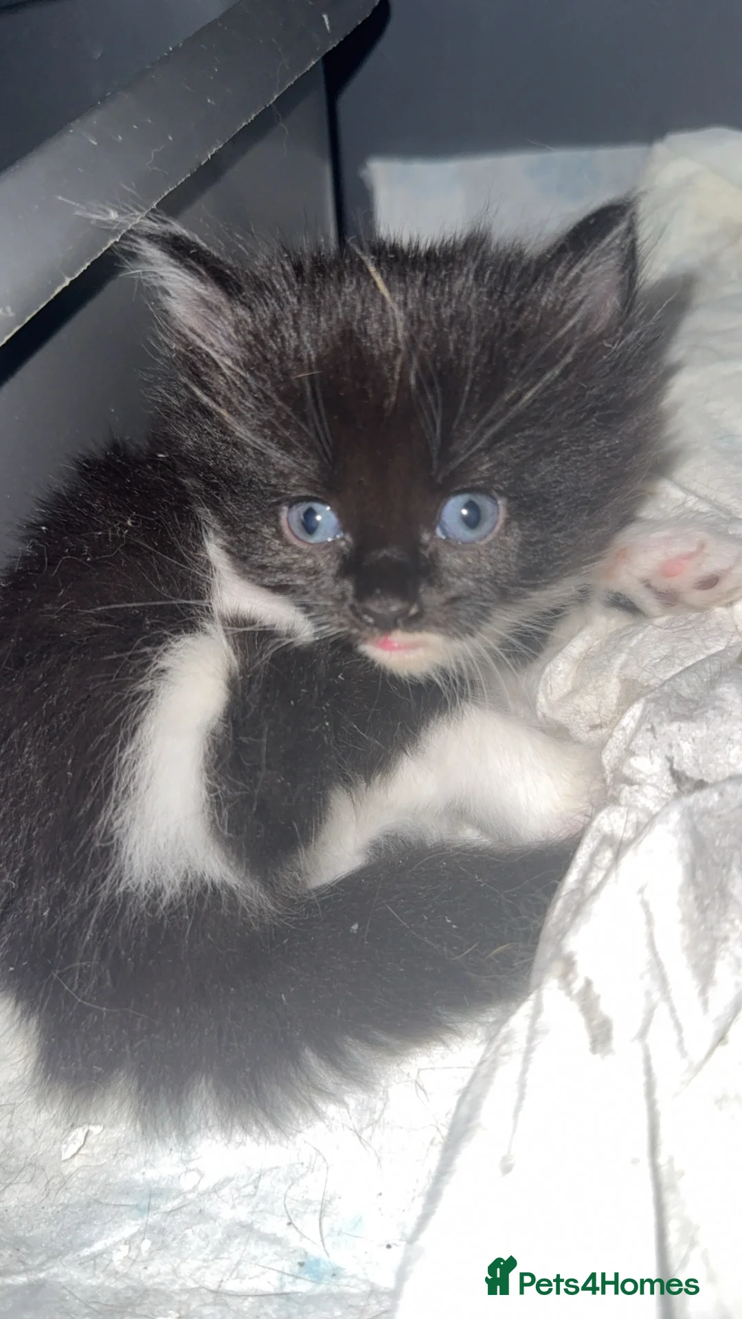 Mixed Breed cats for sale: 4 Adorable Girl kittens for new homes!! - Advert 2