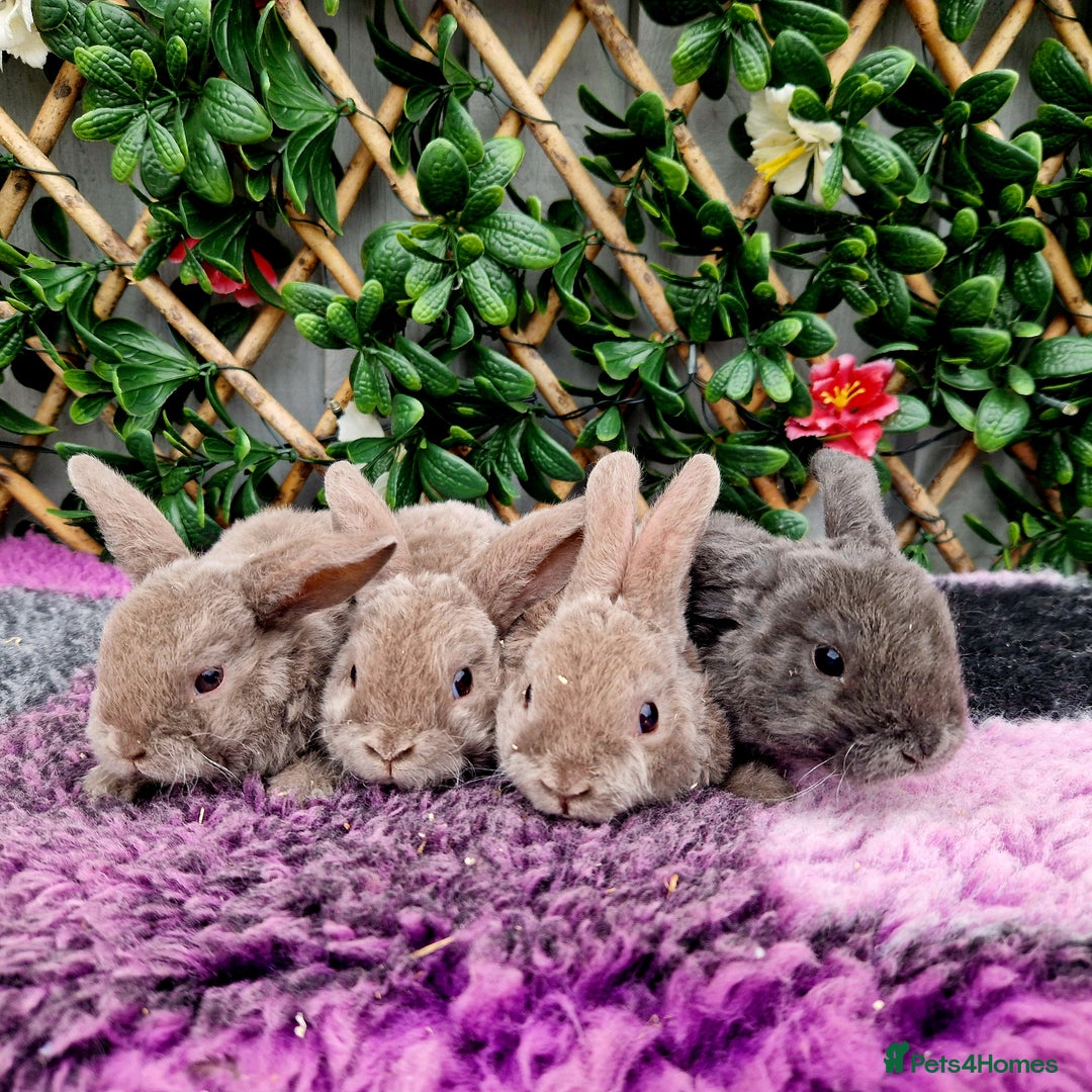 Mini Lop rabbits for sale: Baby miniture plush lops  - Image 2
