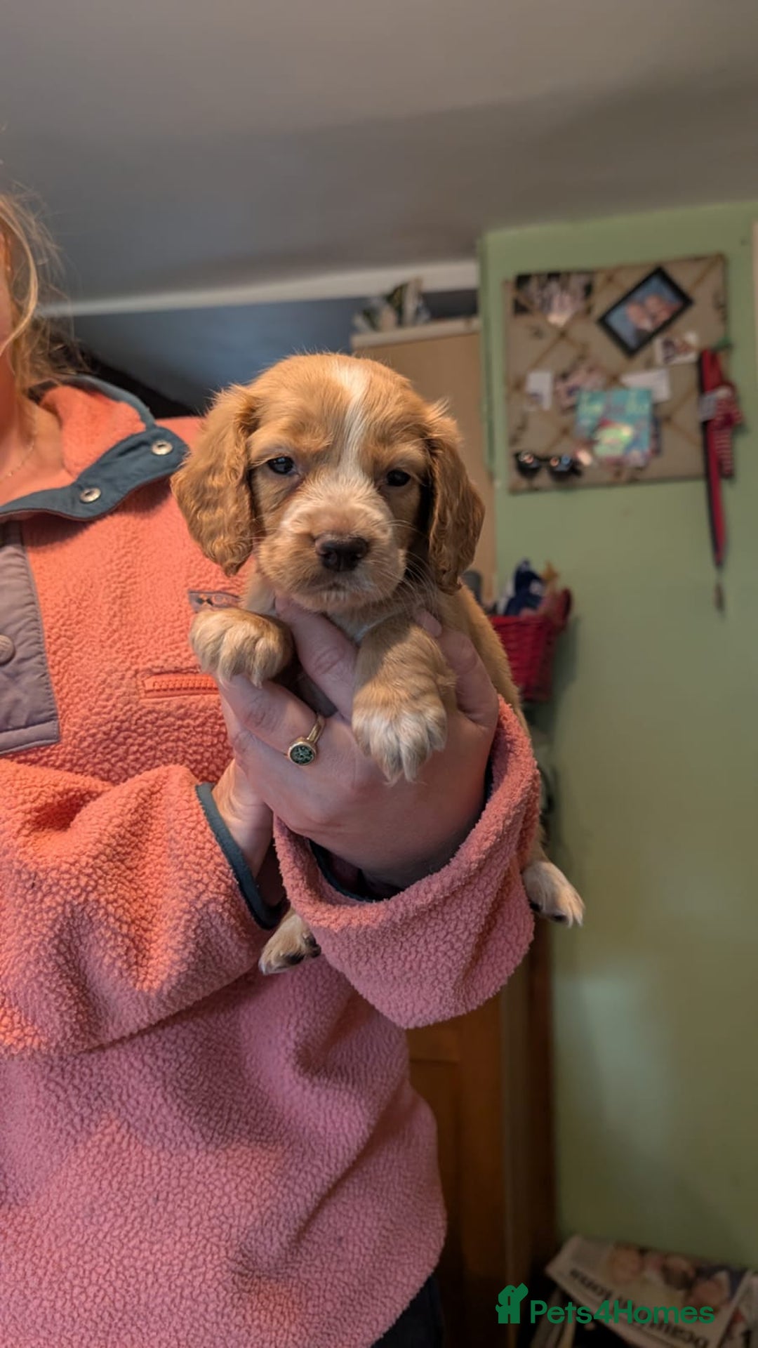 Cocker Spaniel dogs for sale: Working Cocker Spaniel Puppies  - Image 4