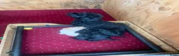 Cockapoo dogs for sale: Gorgeous litter of f1b cockapoo puppies - Advert 3