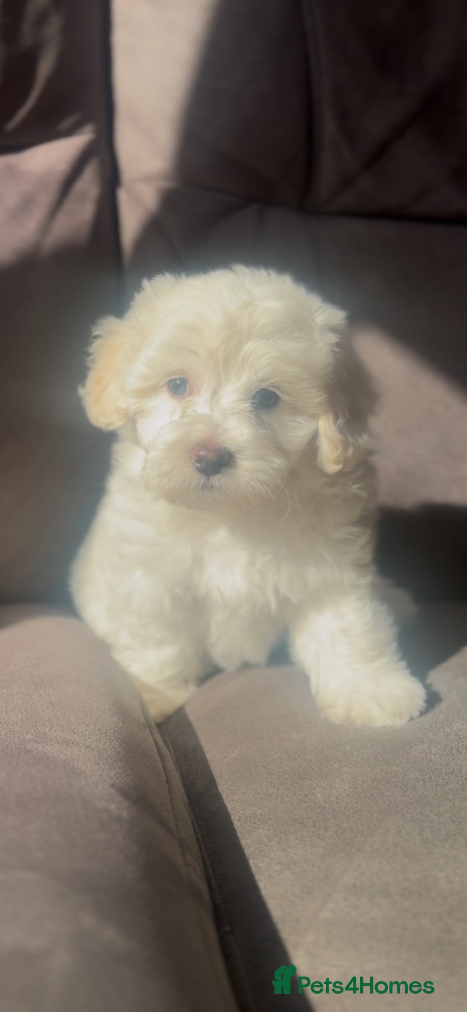 Maltipoo dogs Gorgeous Maltipoo pups  - Advert 3