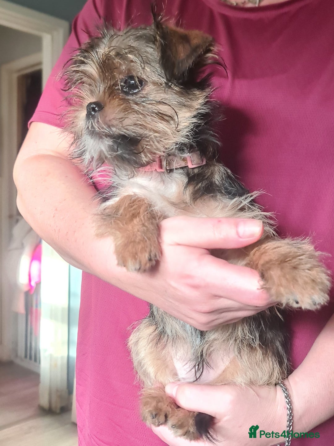 Mixed Breed dogs for sale: Lovely shih tzu x chihouha puppy - Advert 9