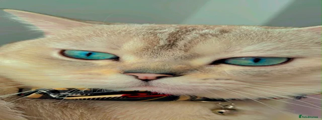 Pufuduk