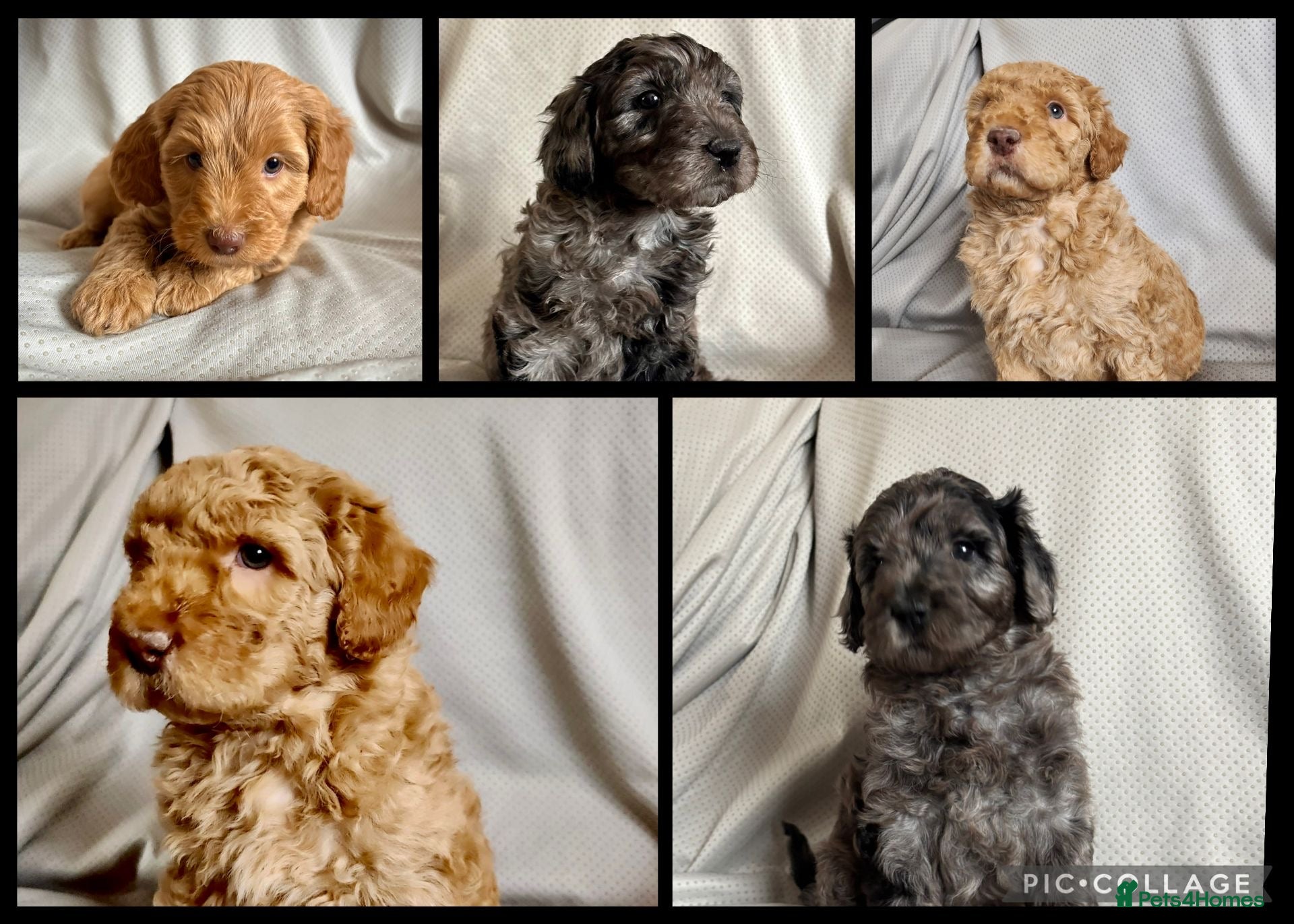 Australian Labradoodle dogs 💕Cutest Australian Labradoodle Puppies💕 - Advert 16