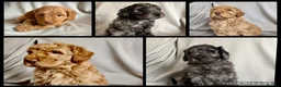 Australian Labradoodle dogs for sale: *READY TO GO* 💕Australian Labradoodle Puppies💕 - Advert 9
