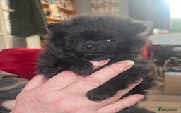 Pomeranian dogs for sale: Stunning KC reg Pomeranians  - Image 9