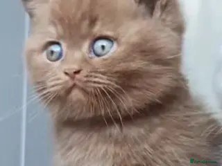 Persian cats Persian cross british short hair kittens - Advert 1