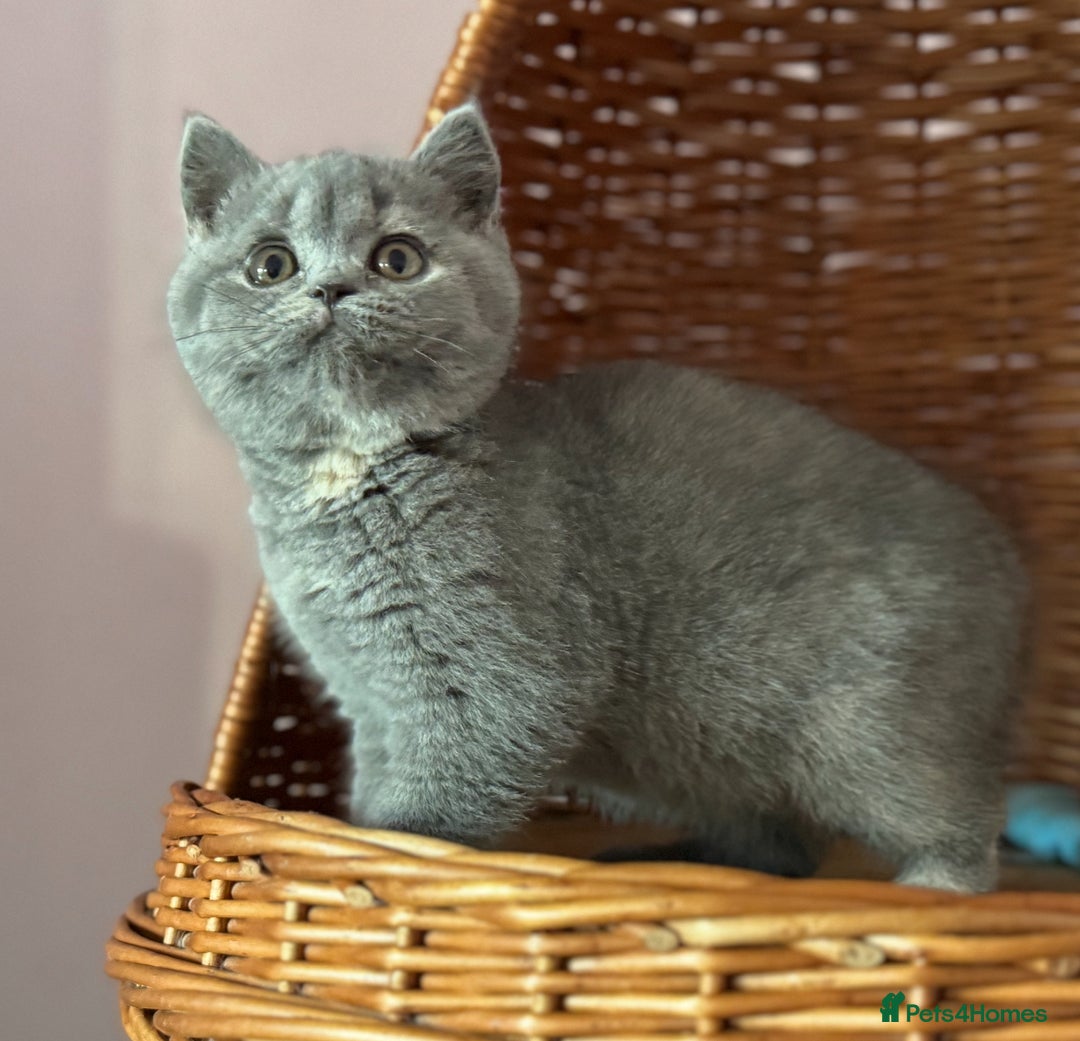 British Shorthair cats for sale: Blue tortie ready from Friday TICA can deliver  - Advert 4
