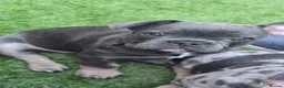 French Bulldog dogs for sale: 🐾 chunky french bulldog pups 🐾 - Advert 10
