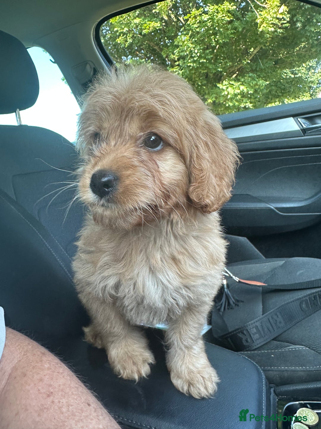 Goldendoodle dogs for sale: ** GOLDENDOODLE GIRL BVA/PRA CLEAR ** - Image 5