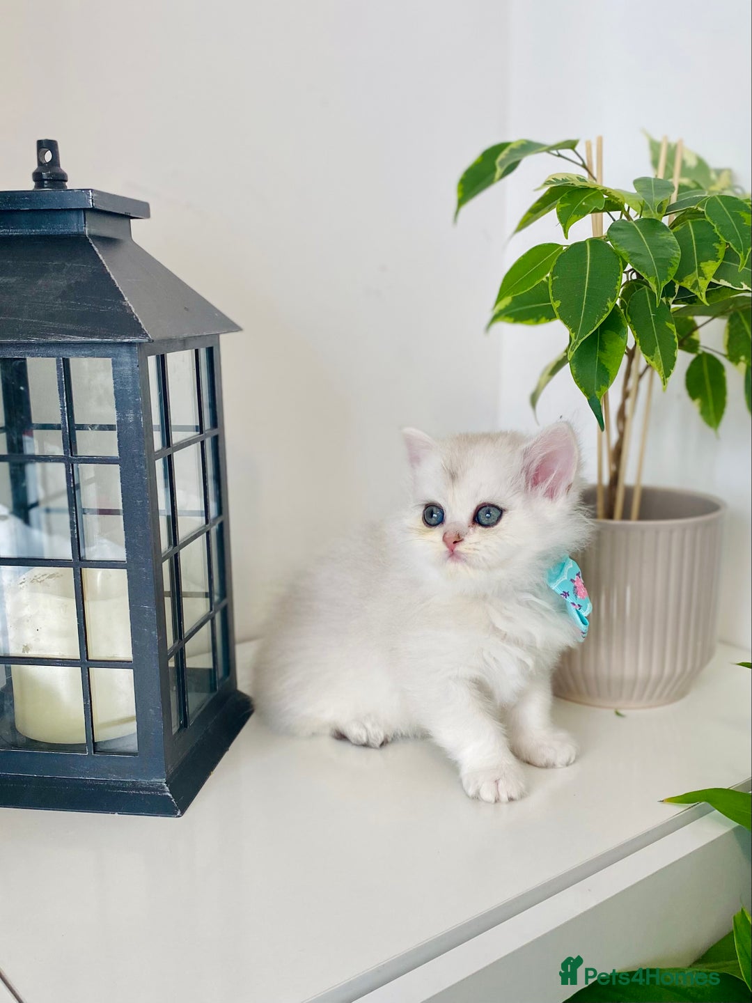 British Longhair cats for sale: British longhair and shorthair  - Image 3