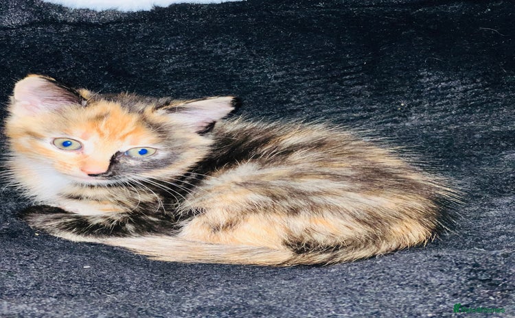 Bengal cats - Advert 9