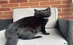 Mixed Breed cats for sale: 5 cats  - Image 2