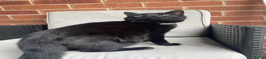 Shadow