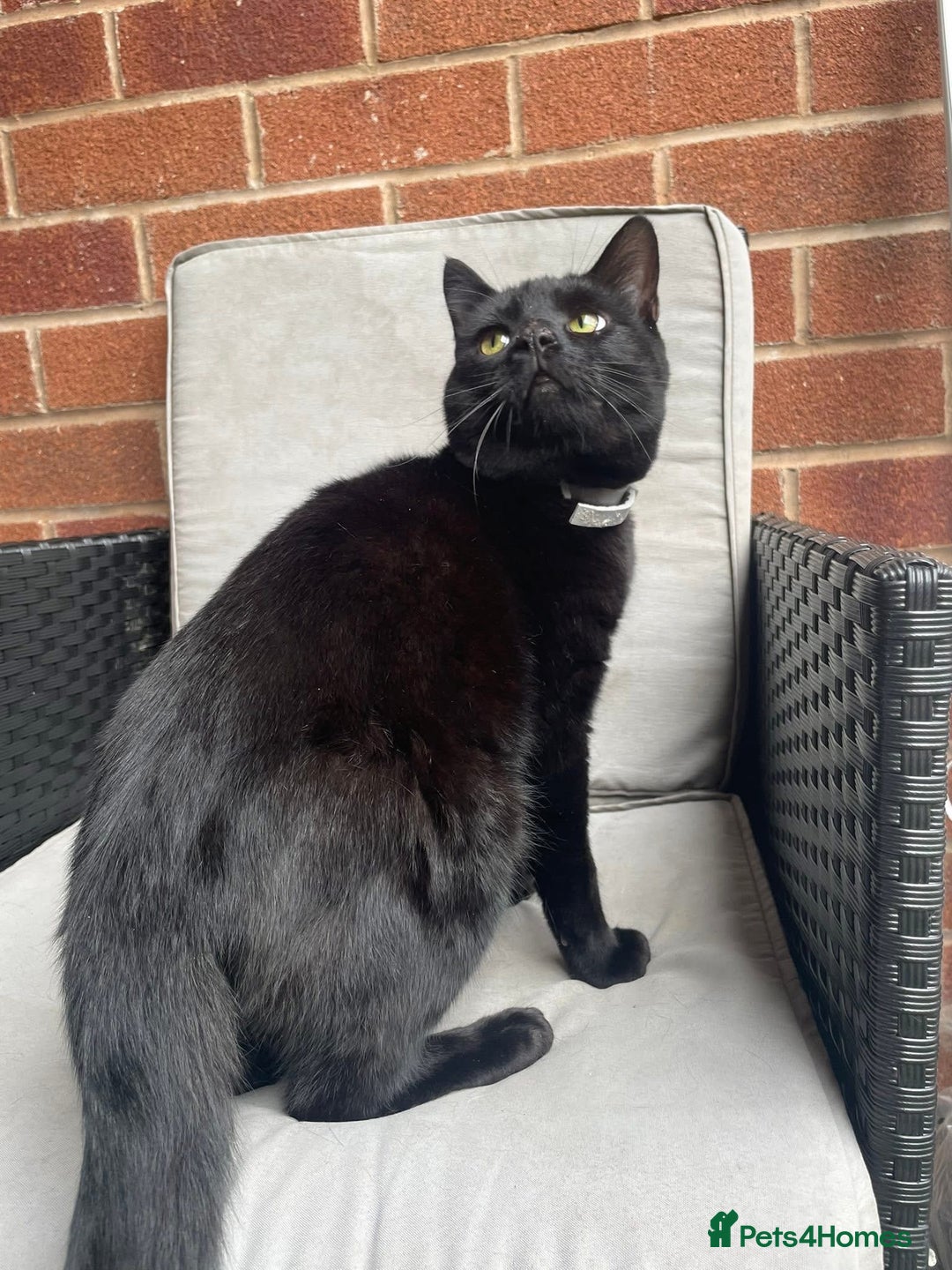 Mixed Breed cats for sale: 5 cats  - Image 2