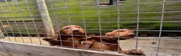 Hungarian Vizsla dogs for sale: Wire haired HungarianVizsla Puppies - Advert 9