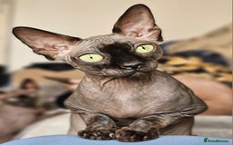 Sphynx cats for sale: 2 Sphynx Girls - Price For Both To Go Together - Image 4