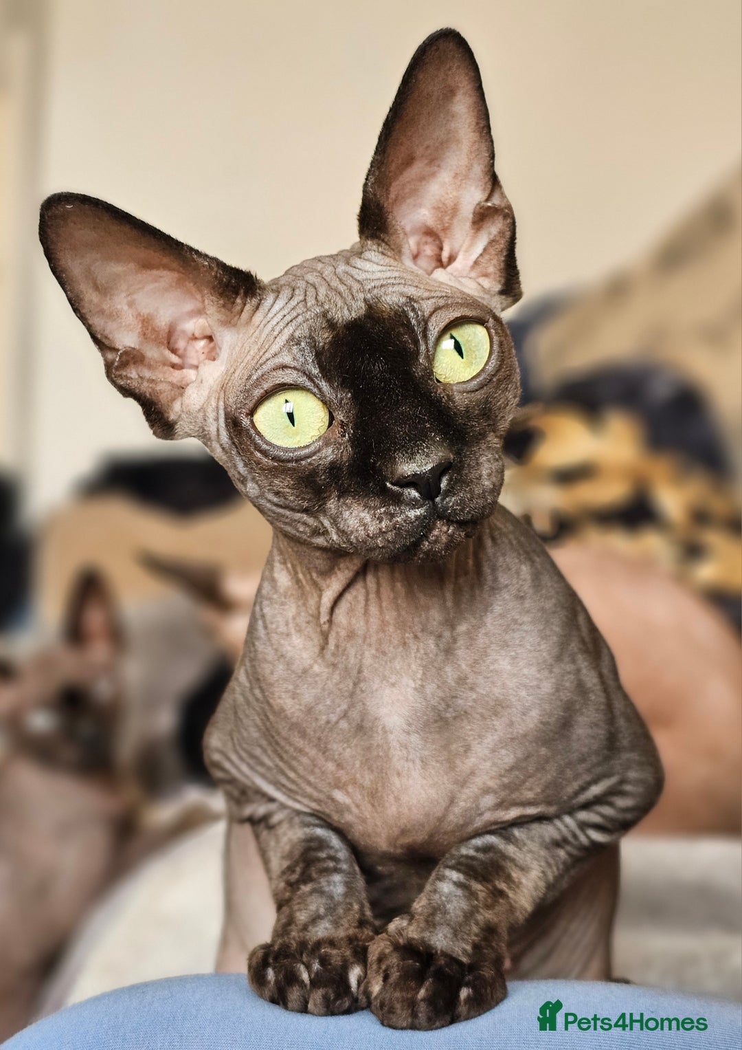 Sphynx cats for sale: 2 Sphynx Girls - Price For Both To Go Together - Image 4