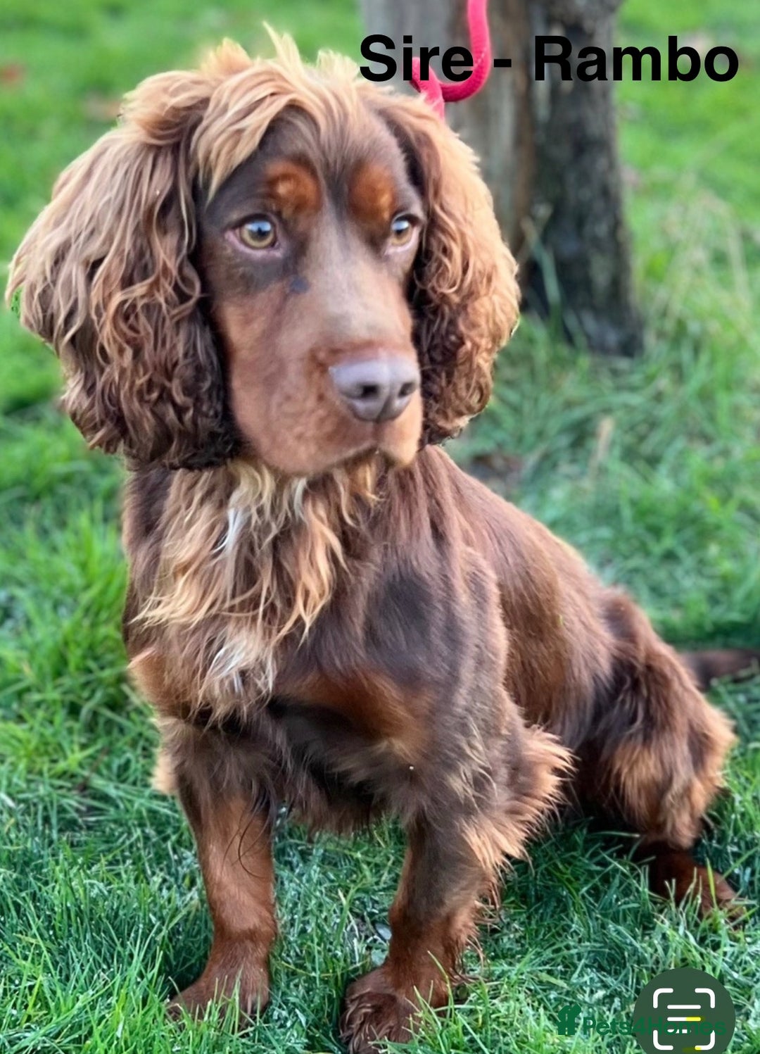 Cocker Spaniel dogs for sale: Cocker Spaniel Purebred Puppies Bitches available - Image 35