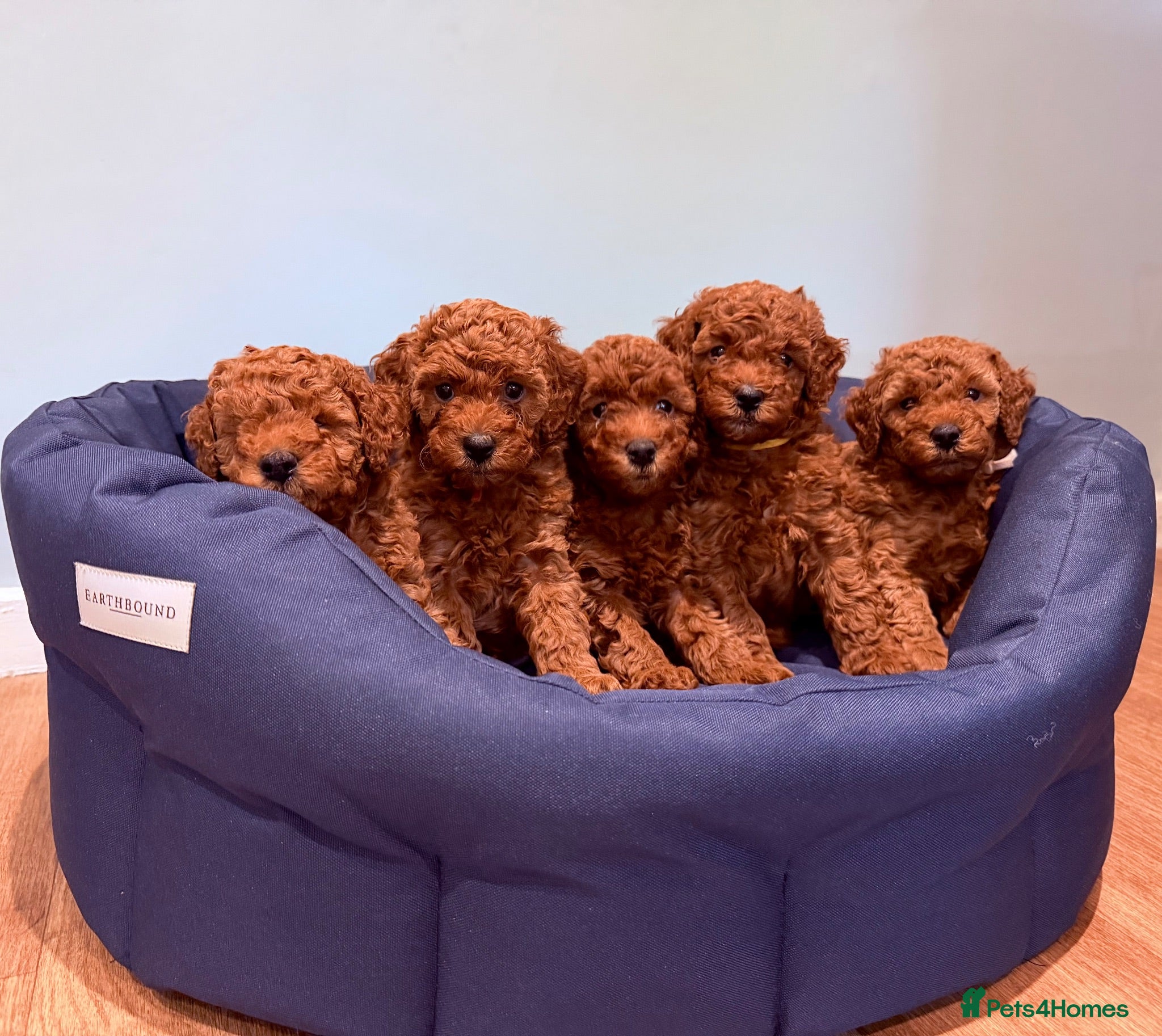 Toy Poodle dogs Deep red Toy Poodle puppies 🐶 - Advert 1