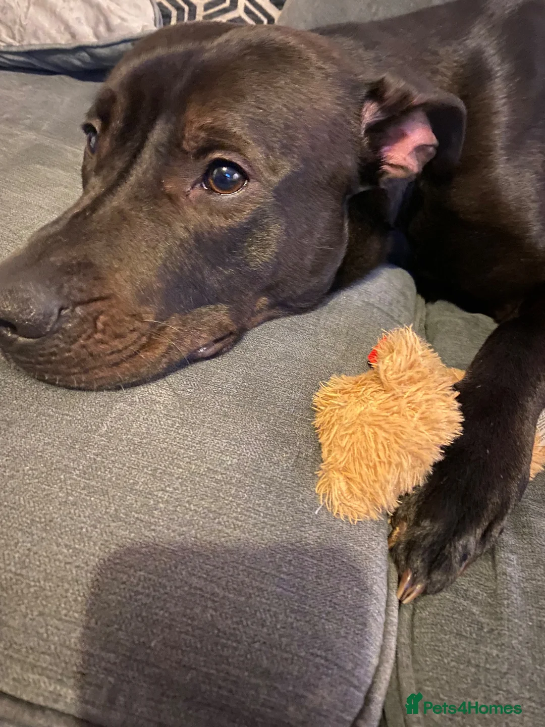 Mixed Breed dogs for sale: Dog for rehoming  in Widnes - Advert 7