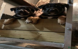 German Shepherd dogs for sale: Outstanding German shepherd pups  - Advert 9