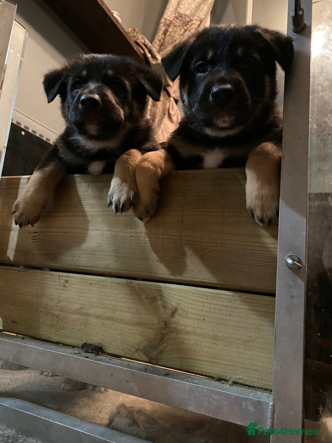 German Shepherd dogs for sale: Outstanding German shepherd pups  - Advert 9