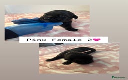 Mixed Breed dogs for sale: Stunning mastiff pups🐾 - Image 13