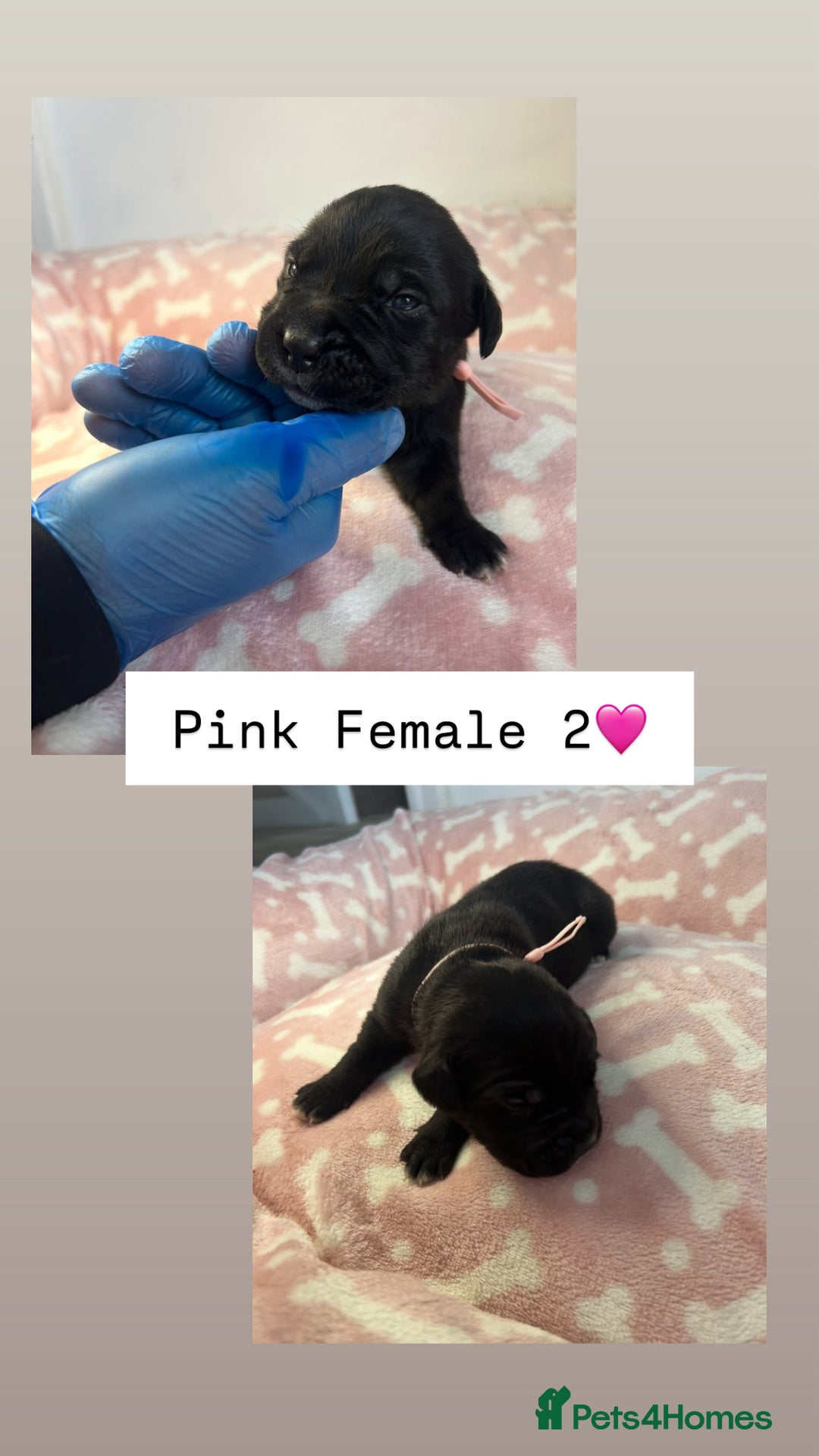 Mixed Breed dogs for sale: Stunning mastiff pups🐾 - Image 13