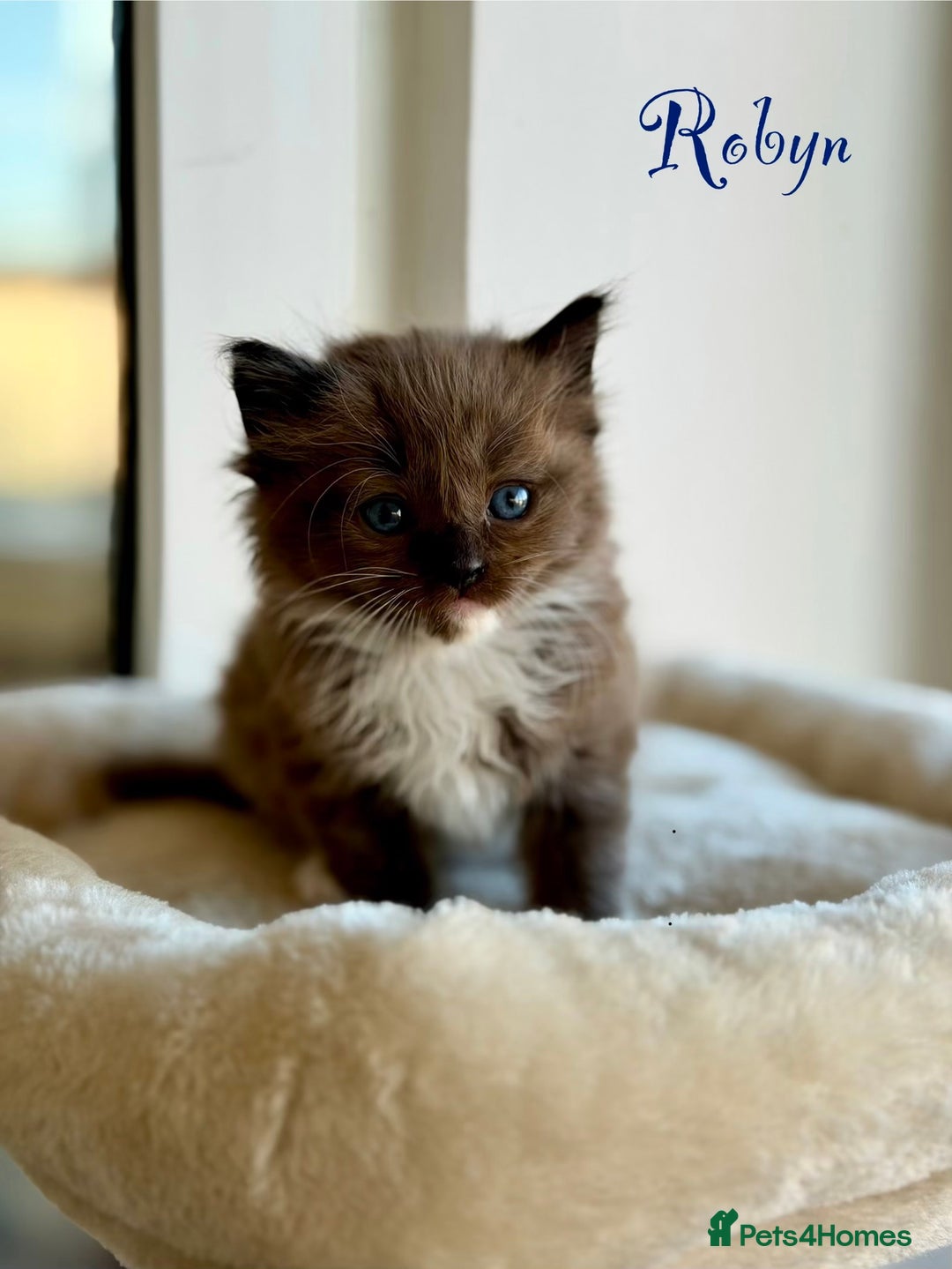 Ragdoll cats for sale: TICA registered cherubim kittens - Advert 2