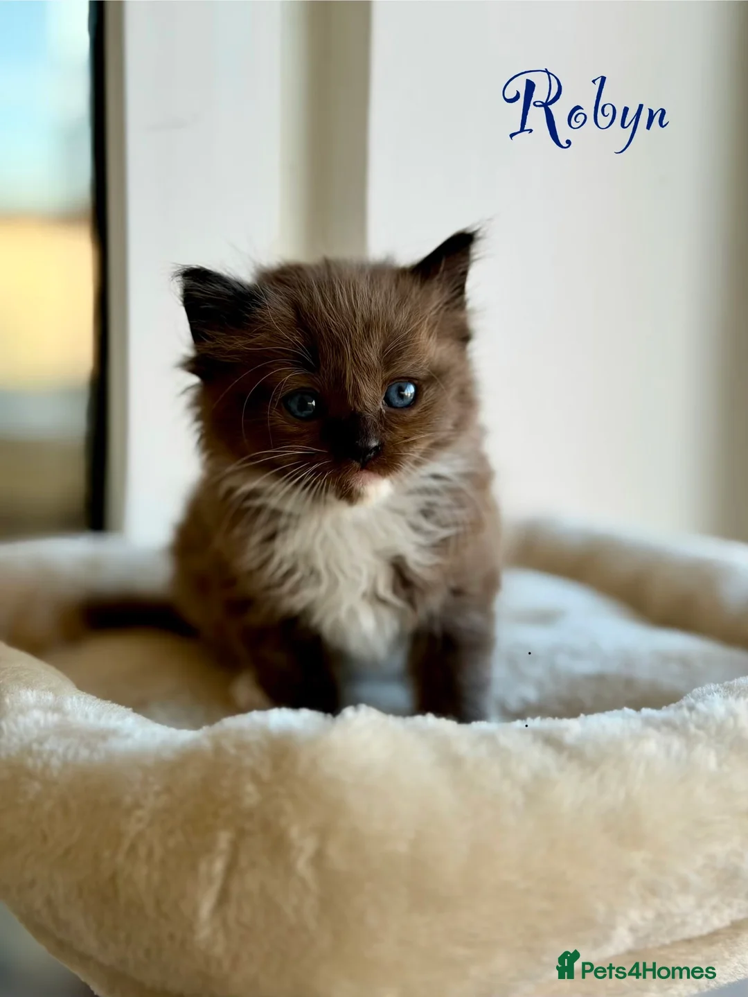 Ragdoll cats for sale: TICA registered cherubim kittens - Advert 2