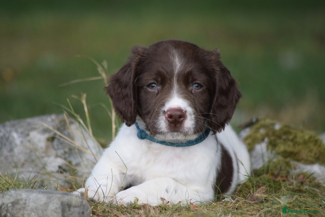 English Springer Spaniel dogs for sale: English springer spaniels  - Image 22