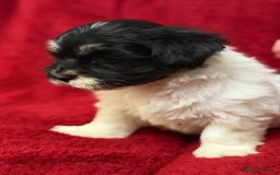 Havanese dogs for sale: Beautiful Havanese Puppies  - Image 14