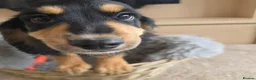 Cocker Spaniel dogs for sale: Beautiful Working Type Cocker Spaniel Puppies - Advert 7