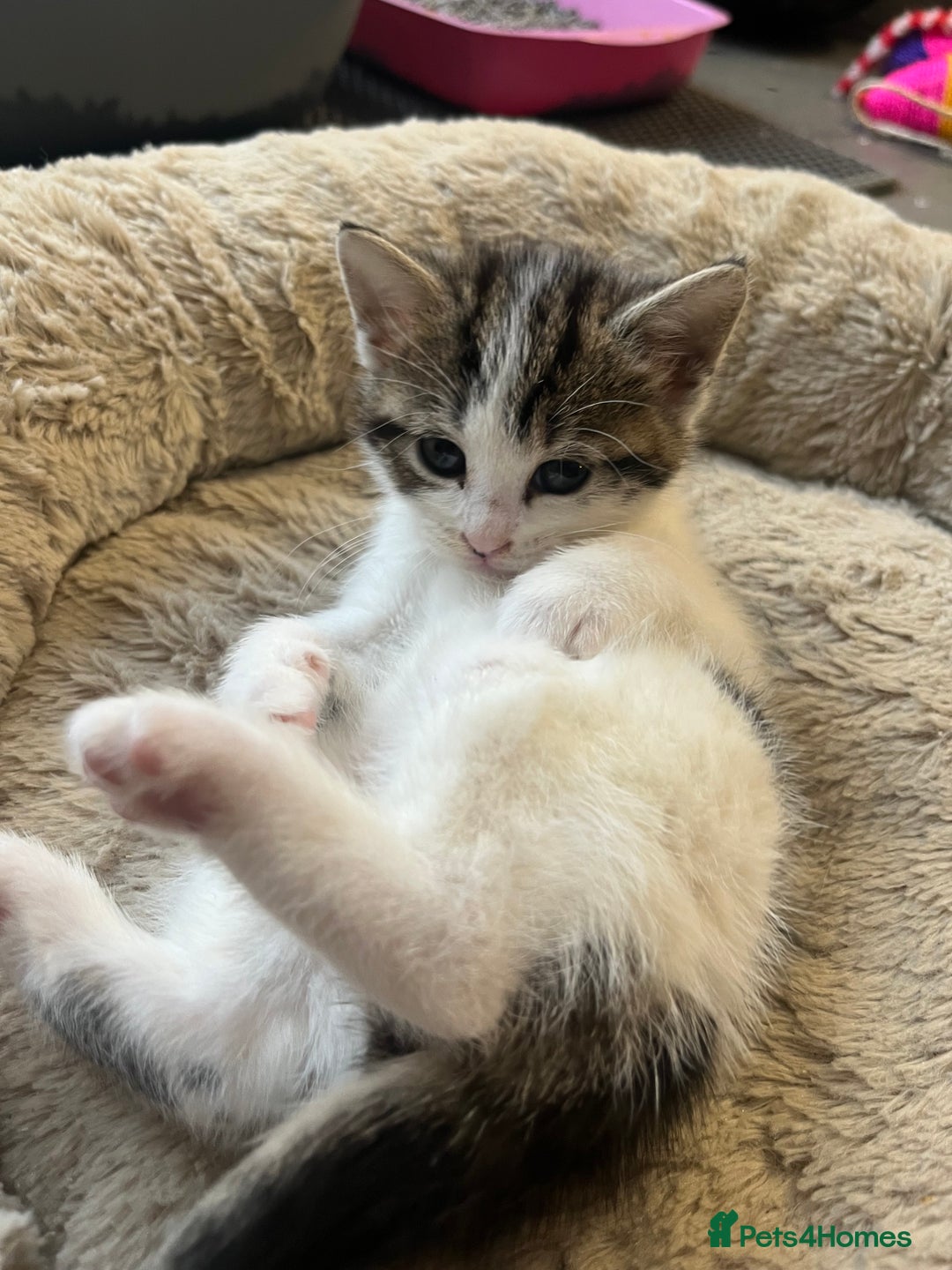 Mixed Breed cats for sale: 2 Adorable 8 week old kittens - Advert 9